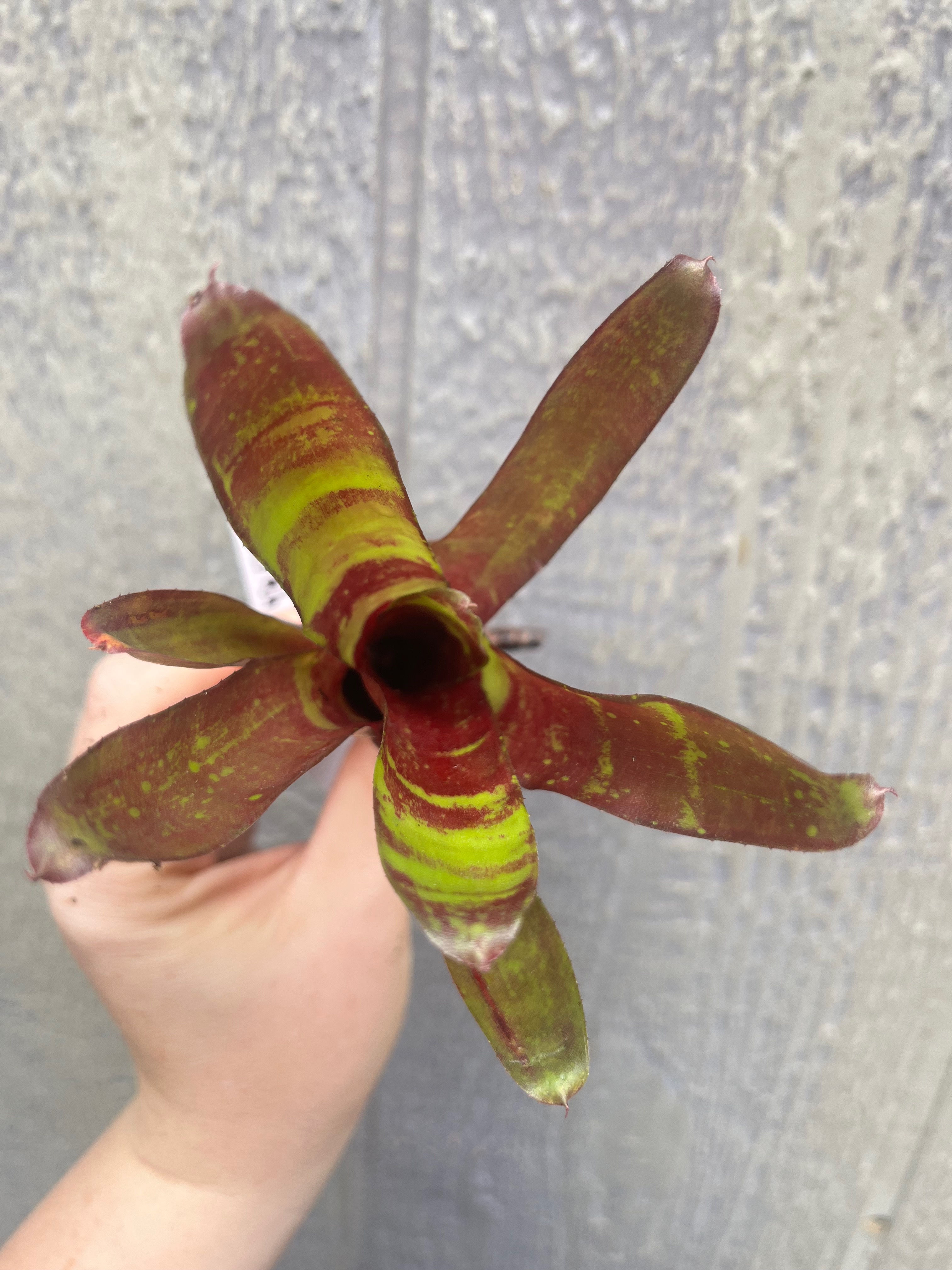 Bromeliad neoregelia 'Sarah Head'