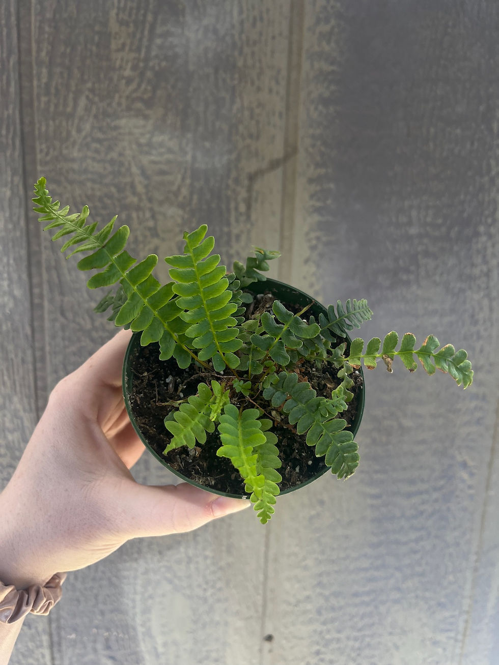 Thumbnail: 4" Deer Fern