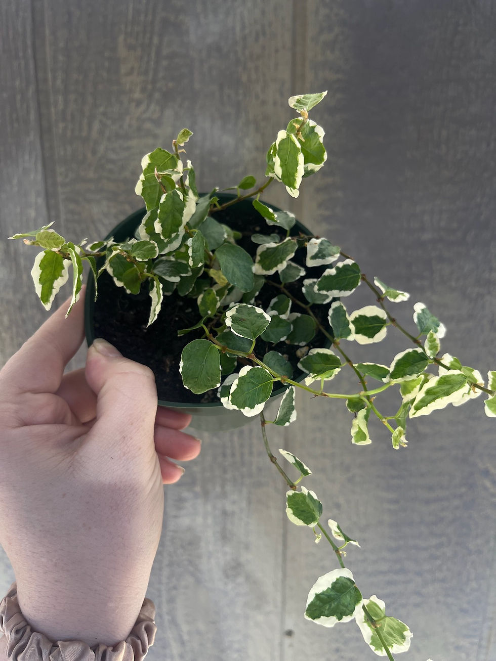 Thumbnail: 4" Ficus repens, Variegated