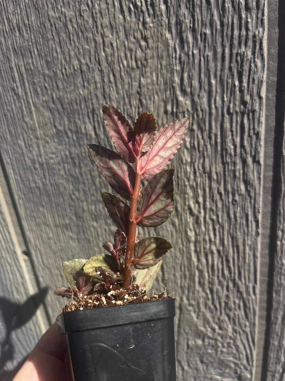 Thumbnail: 2" Watermelon Begonia