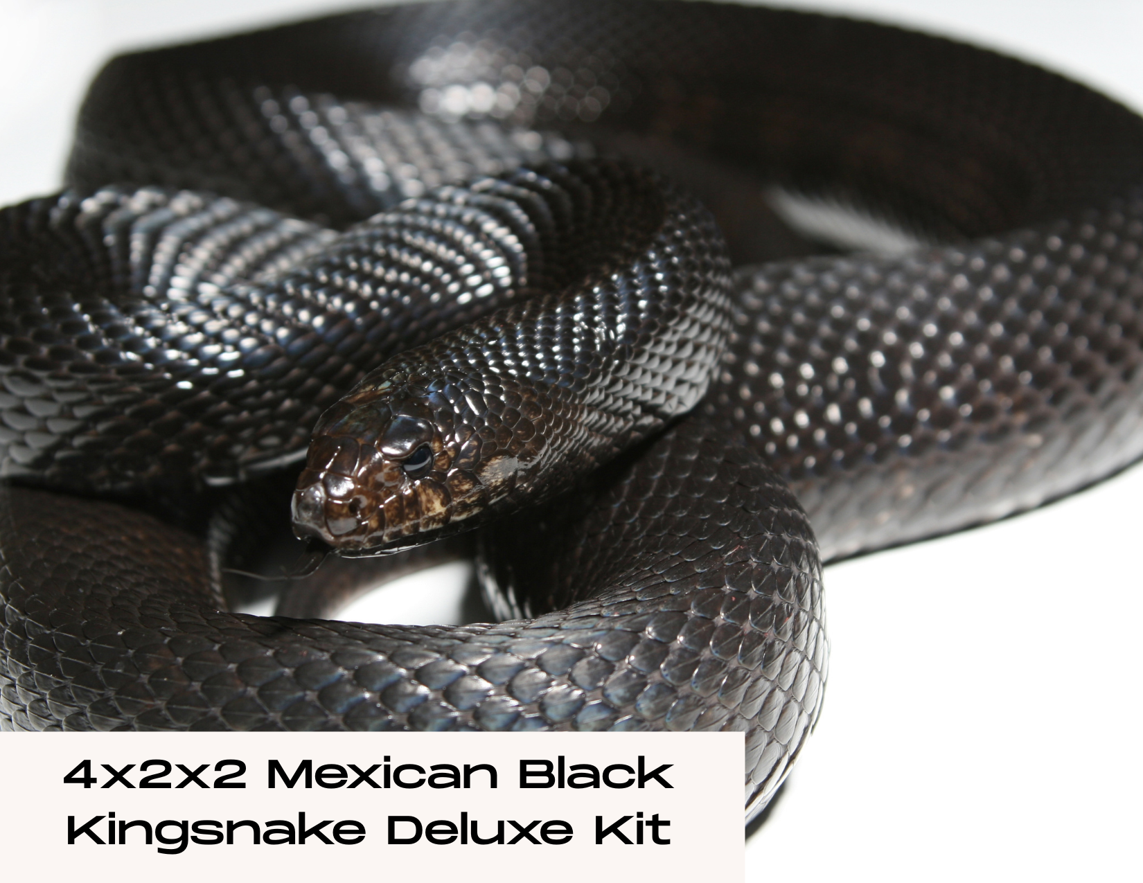 4x2x2 Mexican Black Kingsnake Deluxe Kit