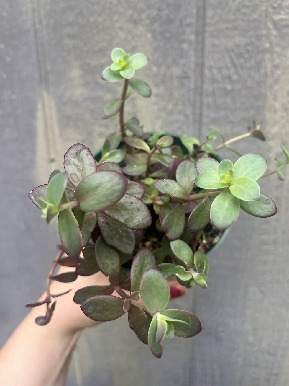 Thumbnail: 4" Sunsparkler 'Plum Dazzled'