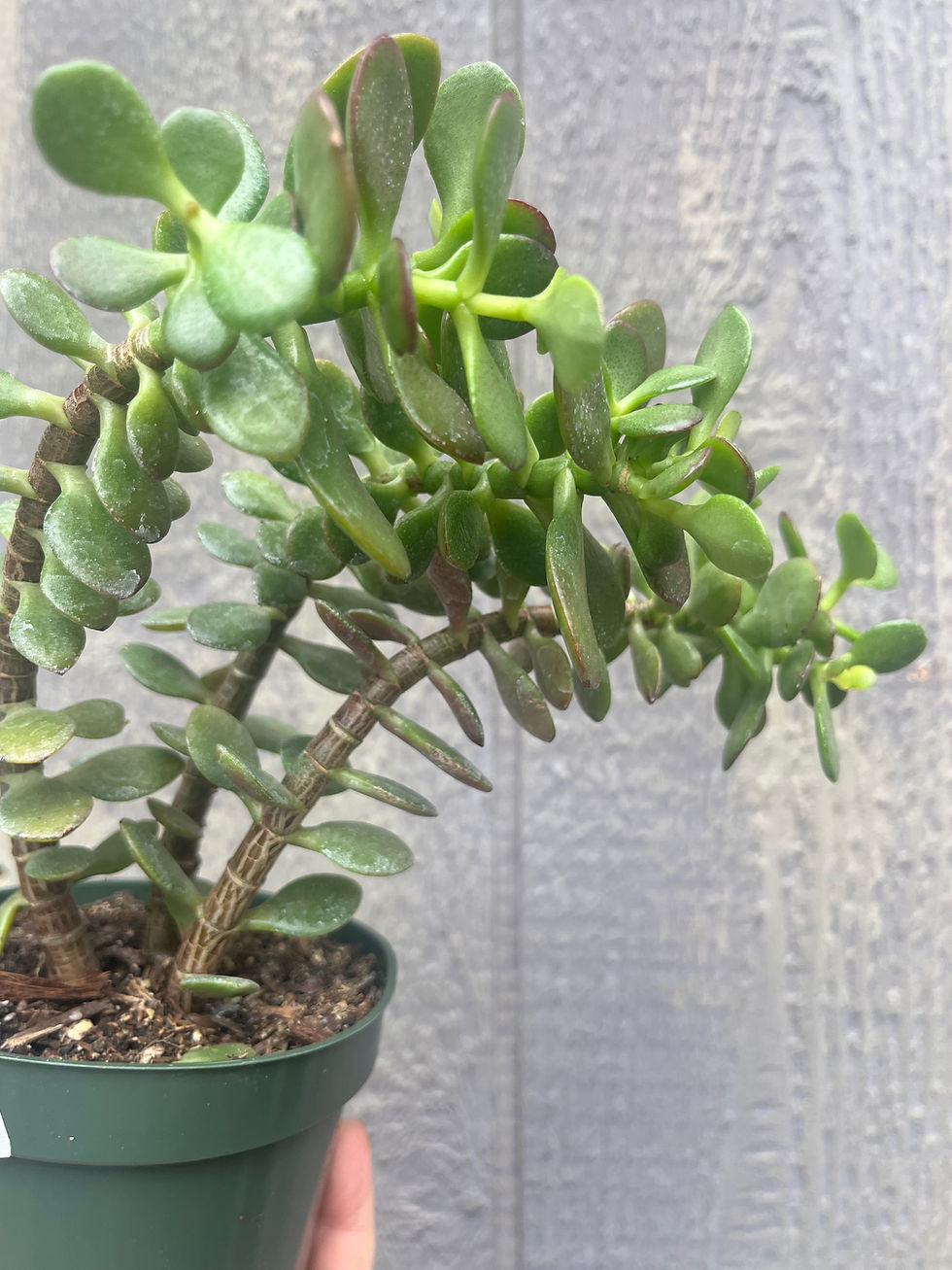 Thumbnail: 4" Crassula ovata- Single stem, Pillar