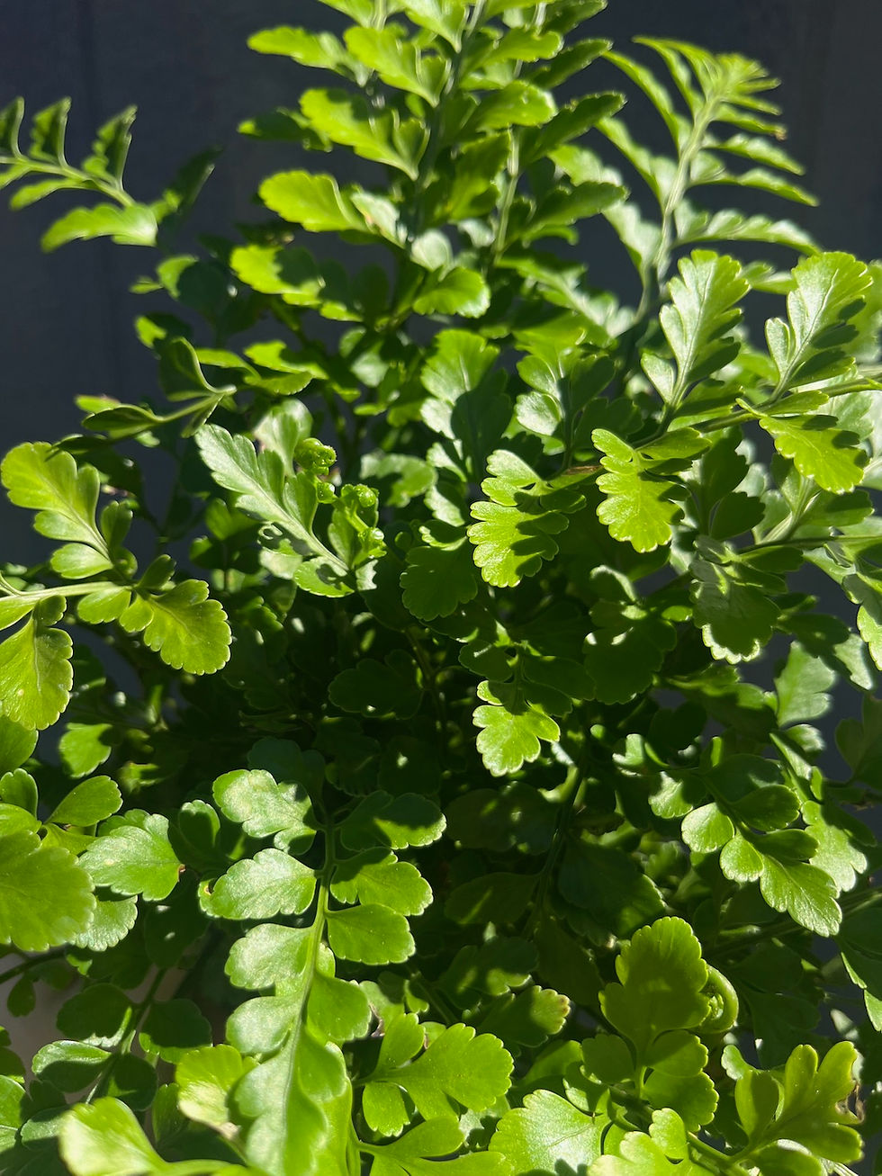 Thumbnail: Austral Gem Fern, Asplenium Austral Gem