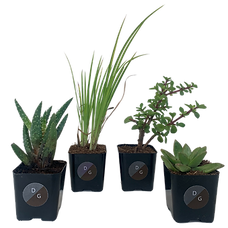DesertGrasslands Plants (1).png