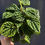 Thumbnail: Peperomia Emerald Ripple 4"