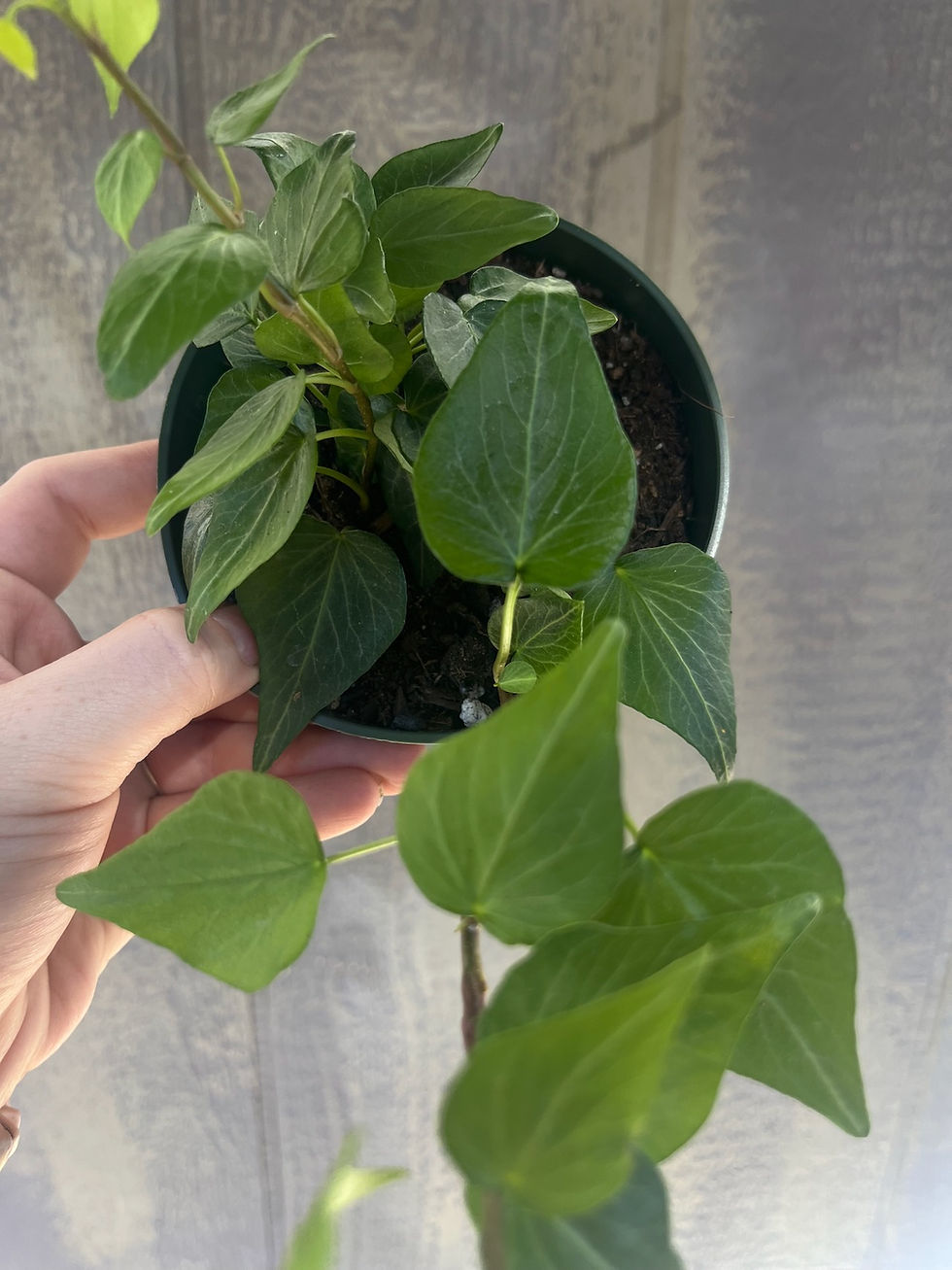 Thumbnail: 4" Teardrop Ivy