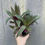 Thumbnail: 4" Rhoeo discolor, Tradescantia spathacea
