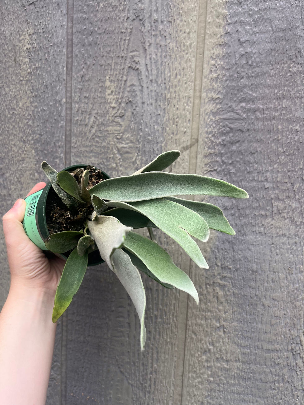 Thumbnail: Platycerium veitchii 4.5"