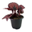 Thumbnail: Begonia Rex 'Red Kiss'