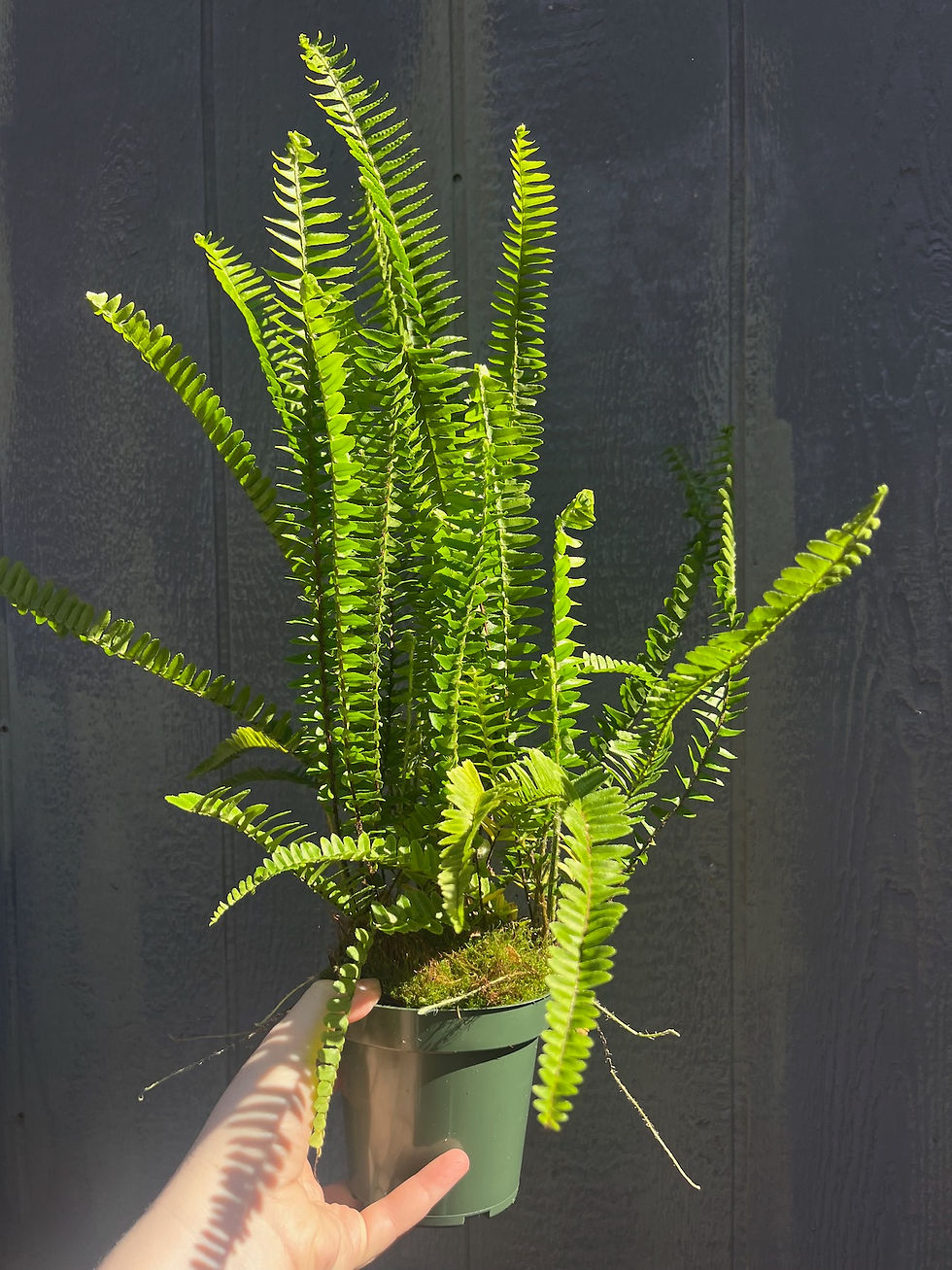 Thumbnail: Southern Sword Fern, Nephrolepis cordifolia 4.5"