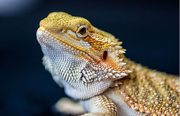 Bearded Dragon Single.jpg