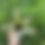 Thumbnail: Vriesea saundersii