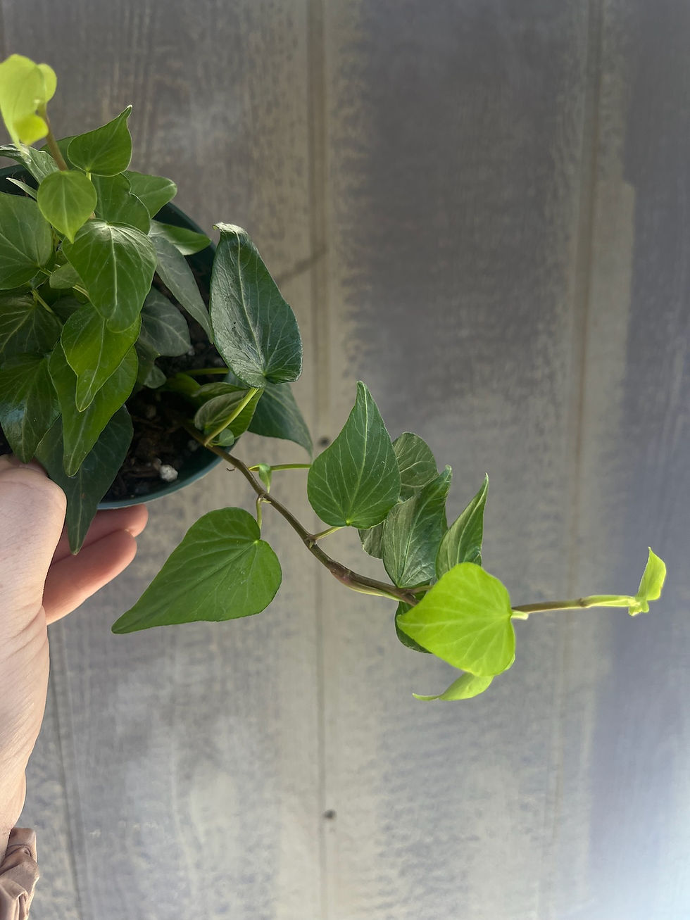 Thumbnail: 4" Teardrop Ivy