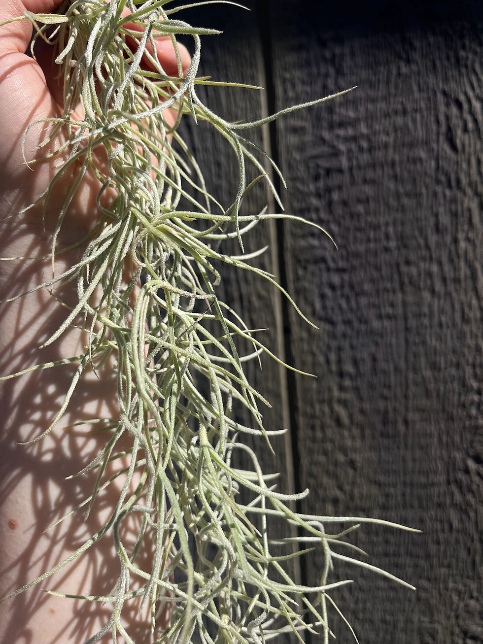 Thumbnail: Tillandsia usneoides, Thick Form (Spanish Moss) clump