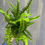 Thumbnail: Southern Sword Fern, Nephrolepis cordifolia 4.5"
