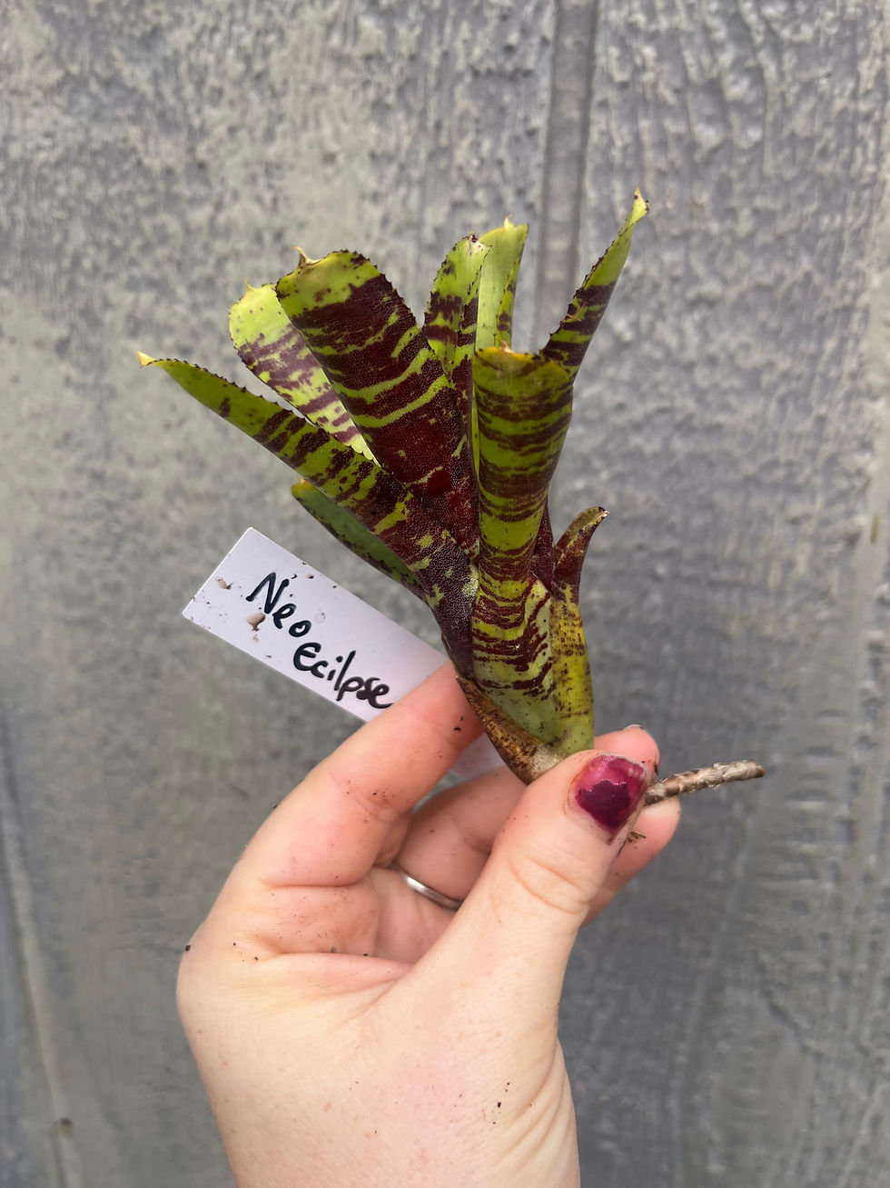 Thumbnail: Bromeliad neoregelia 'eclipse'