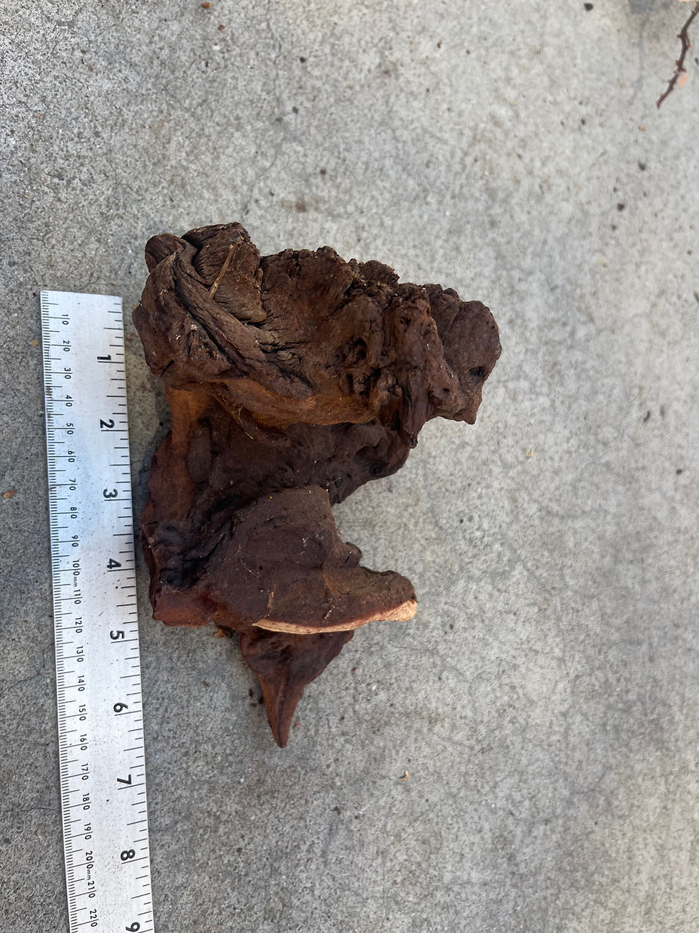 Thumbnail: 6" Mopani Wood #14