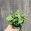Thumbnail: Sedum, Sunsparkler Lime Zinger