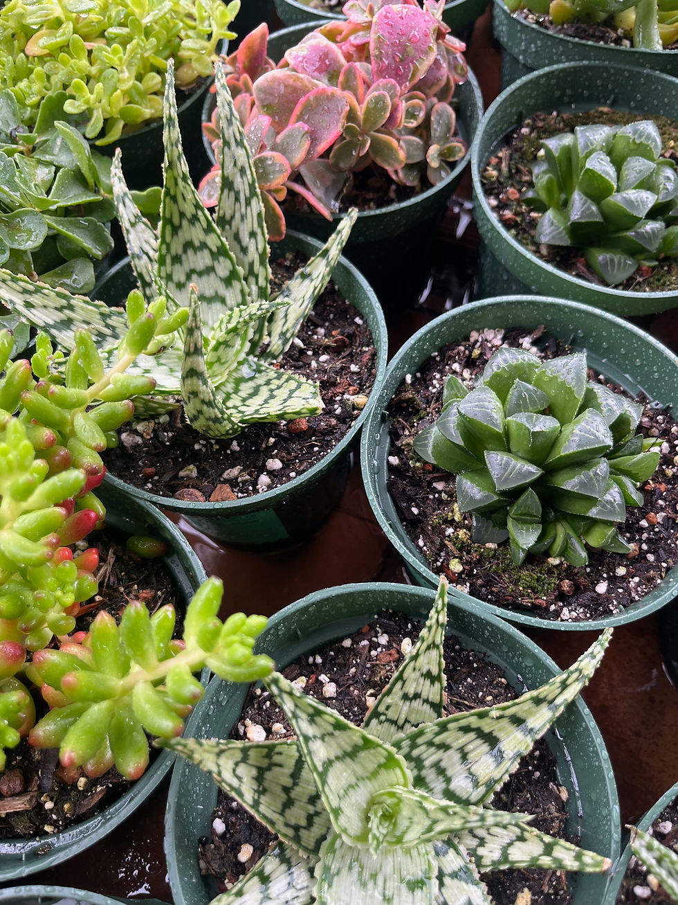 Thumbnail: 5-Piece Succulent Bundle