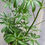 Thumbnail: 6" Schefflera arboricola, Dwarf Umbrella Tree