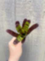 Thumbnail: Bromeliad neoregelia 'camouflauge'