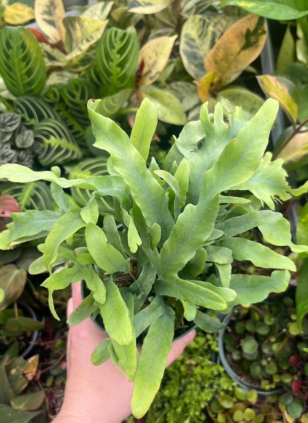 Blue Star Fern, Phlebodium aureum