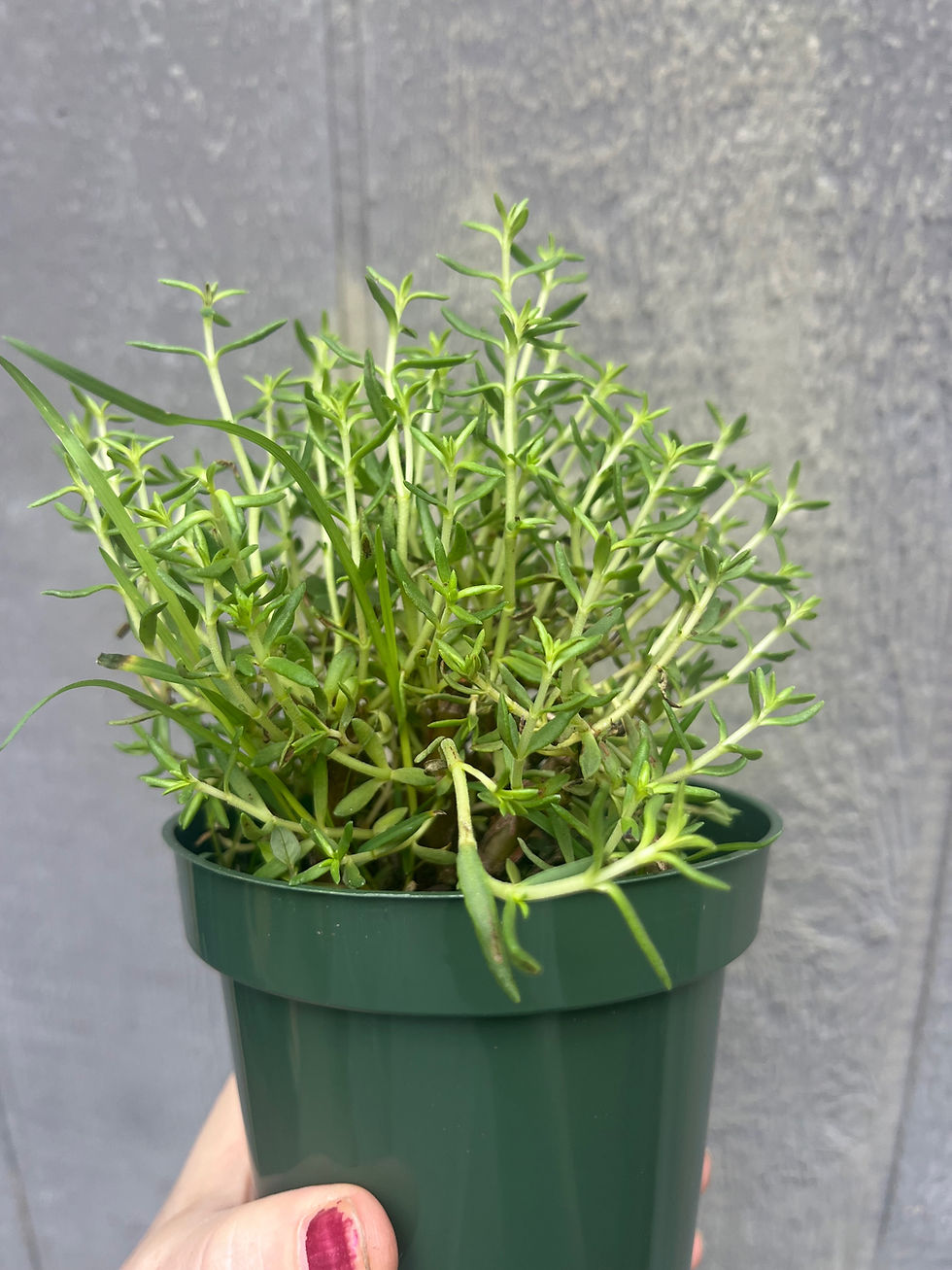 Thumbnail: 4" Bonsai crassula, Crassula sarcocallis