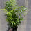 Thumbnail: 4" Parlor Palm, Chamaedorea elegans