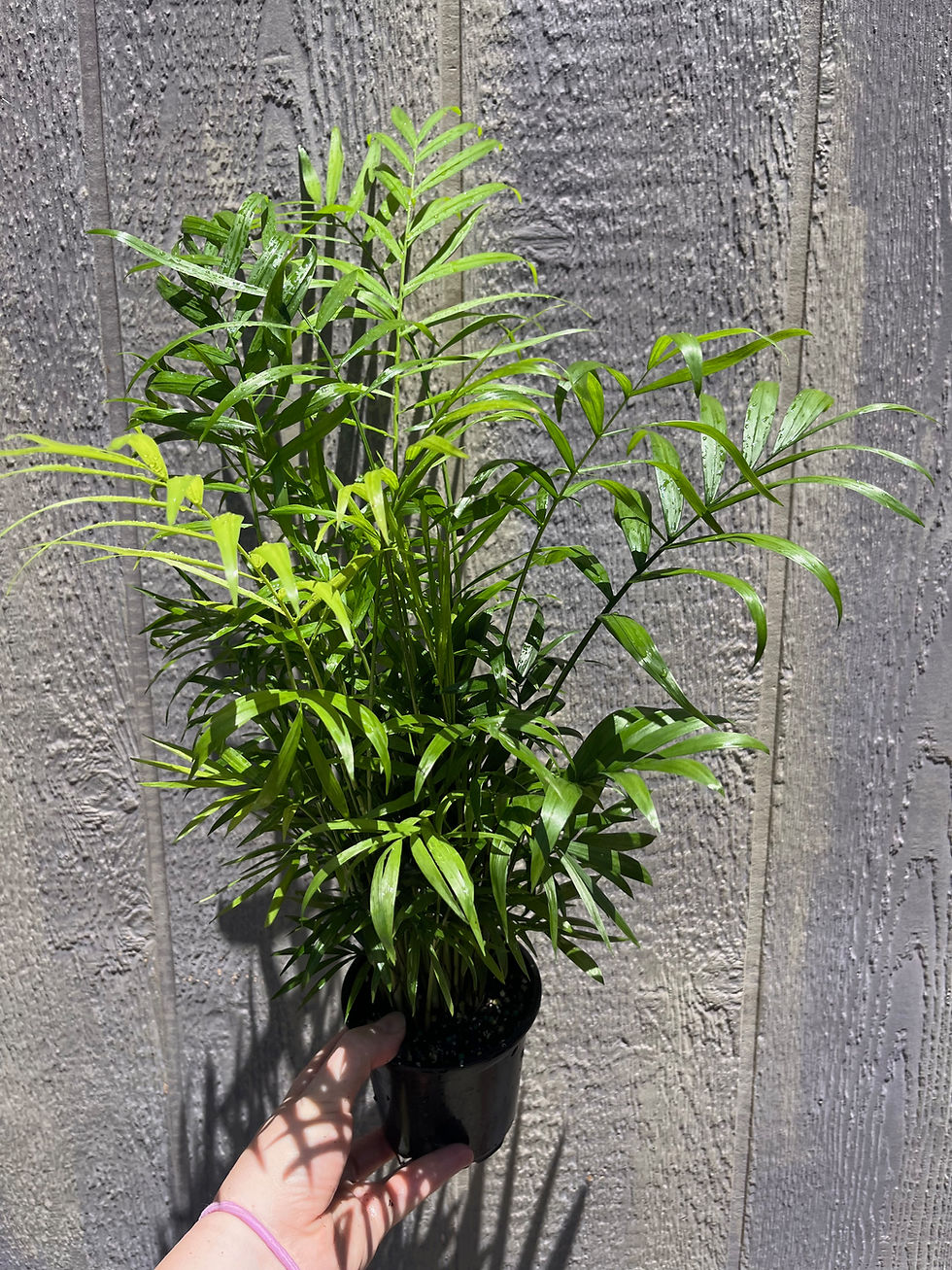 Thumbnail: 4" Parlor Palm, Chamaedorea elegans