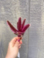 Thumbnail: Bromeliad neoregelia 'Rosy Fireball'