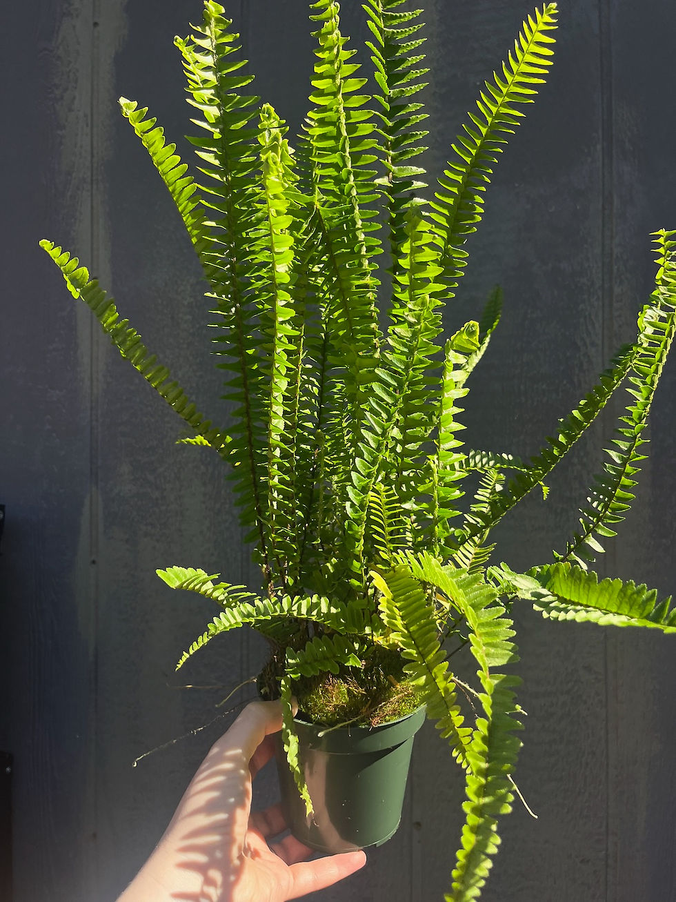 Thumbnail: Southern Sword Fern, Nephrolepis cordifolia 4.5"
