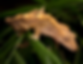 12x12x18 Crested Gecko Deluxe Kit