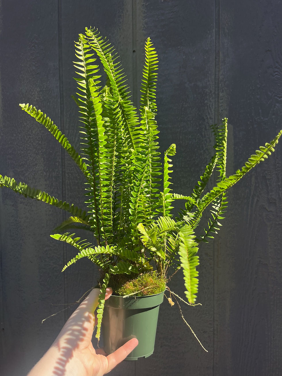 Thumbnail: Southern Sword Fern, Nephrolepis cordifolia 4.5"