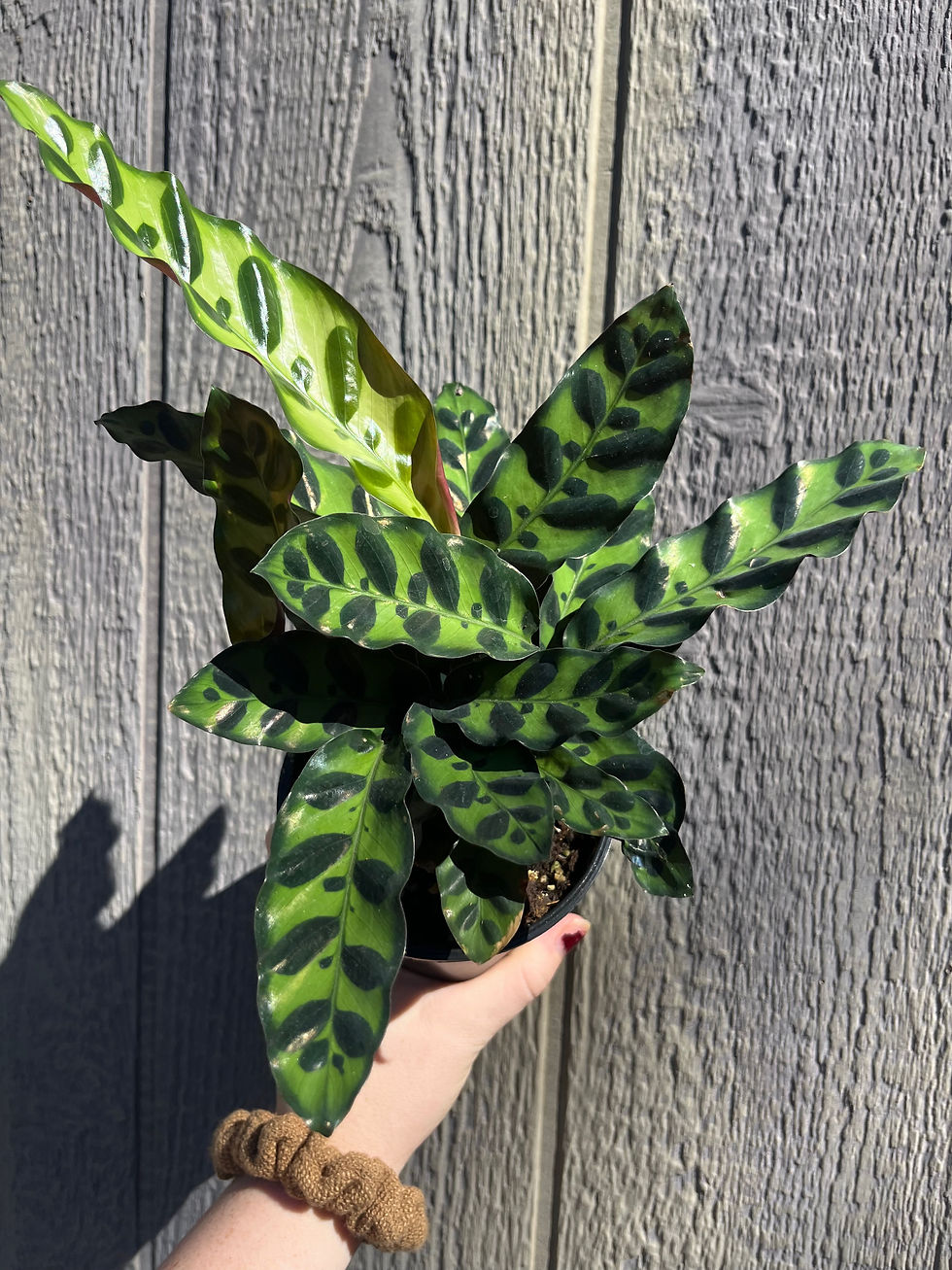 Thumbnail: Calathea lancifolia, Rattlesnake
