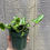 Thumbnail: Hemionitis arifolia, Heart Fern 4.5"