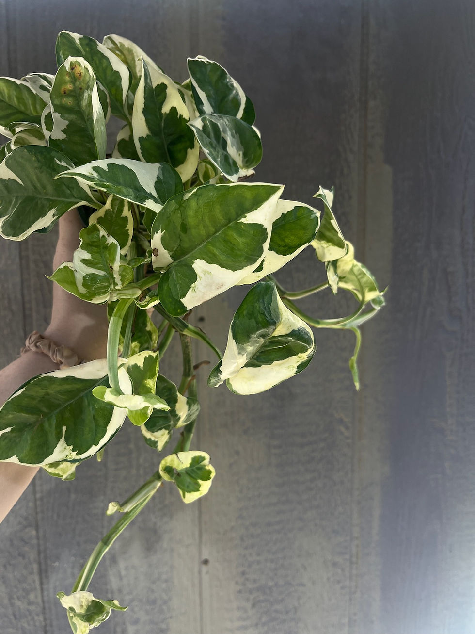 Thumbnail: 4" Pothos N'joy