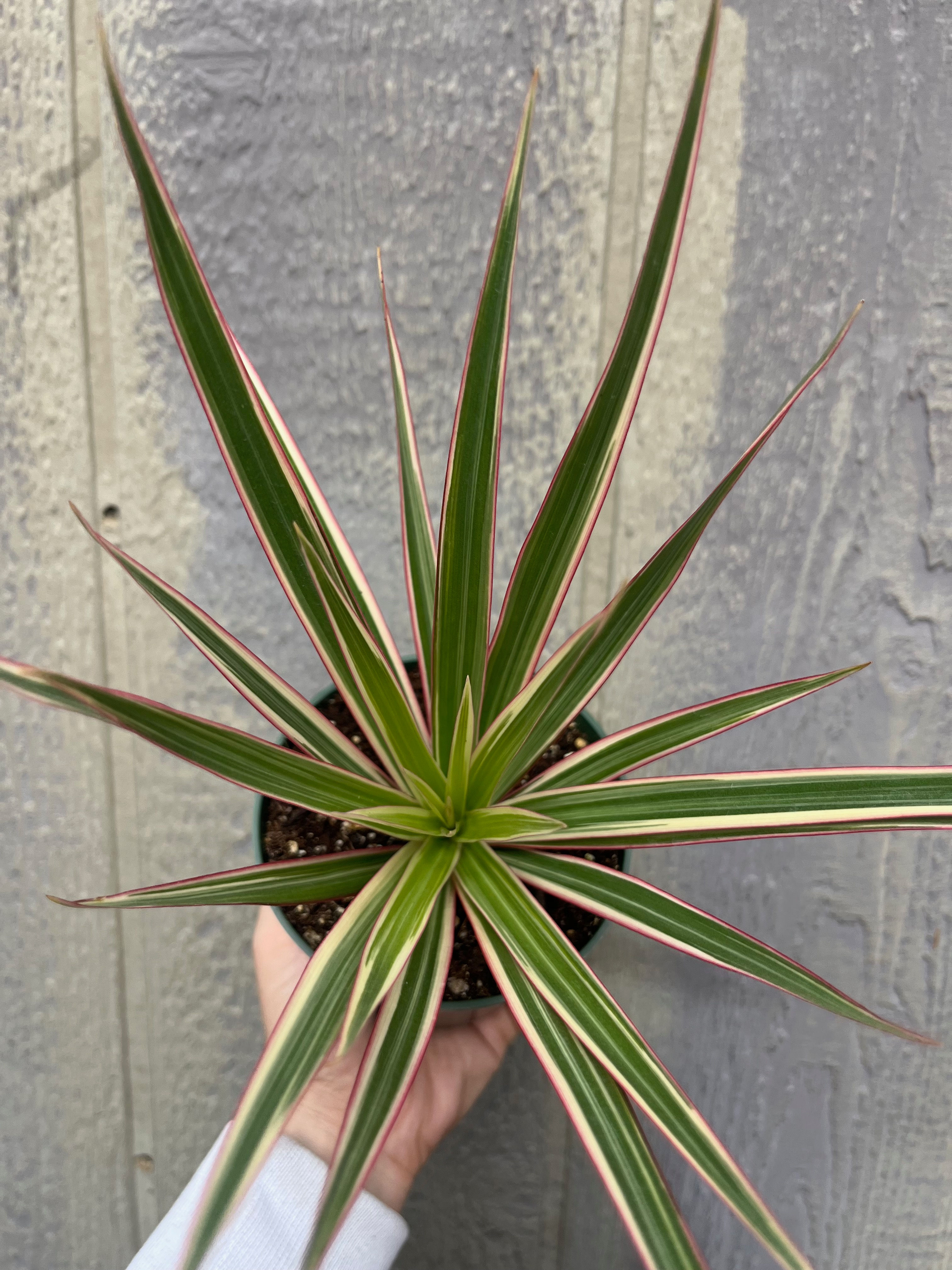 4" Dracaena Marginata, tri-color
