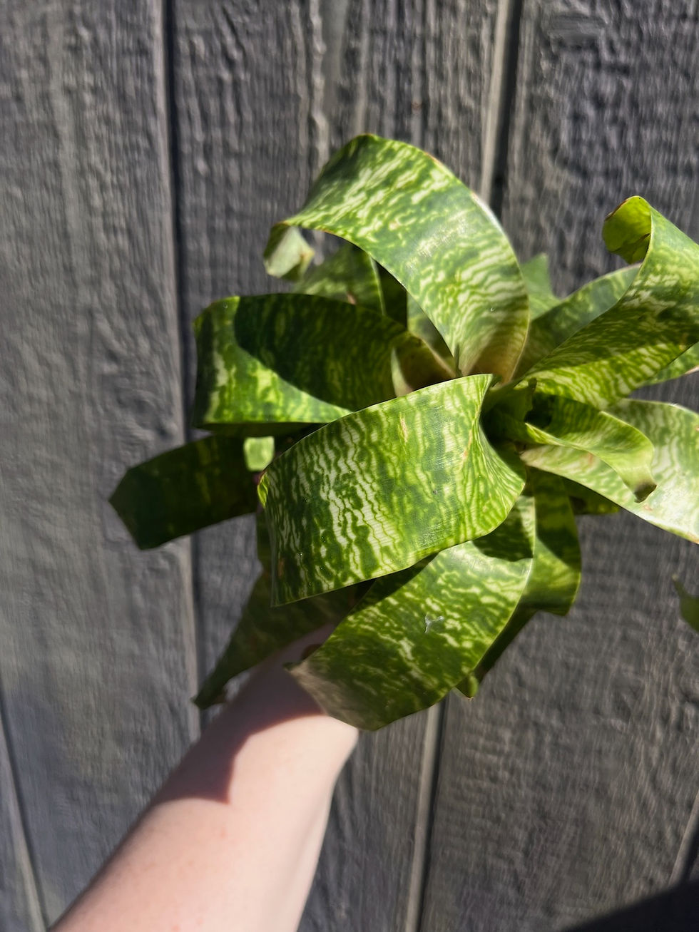 Thumbnail: Goudaea ospinae var. gruberi, Bromeliad pup