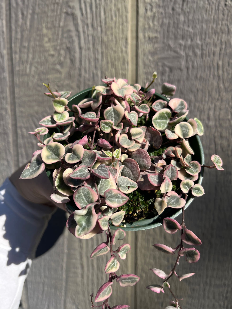 Thumbnail: 4" String of Hearts, Variegated
