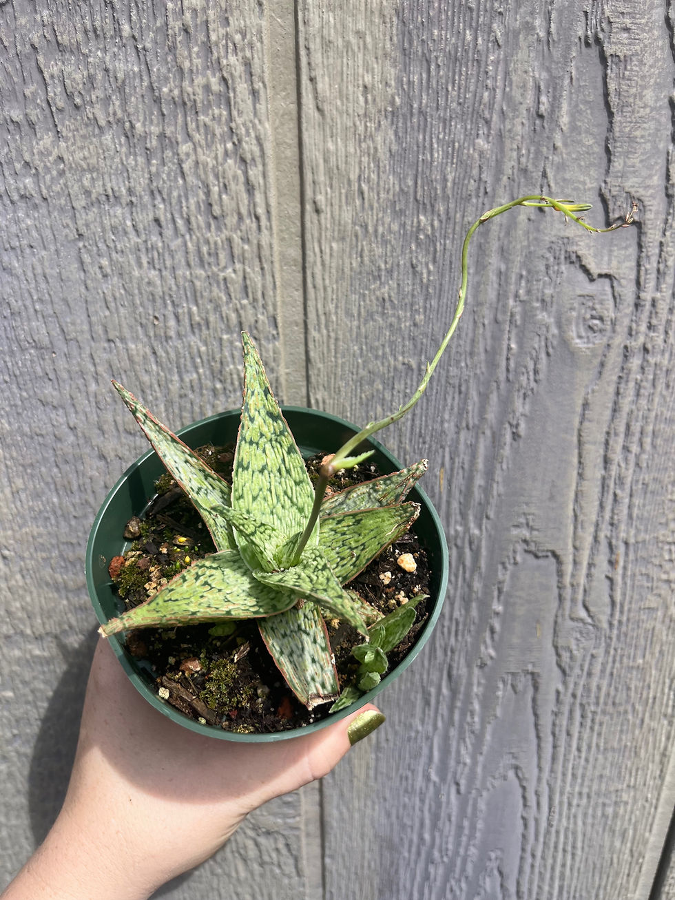 Thumbnail: Aloe Pink Blush 4"