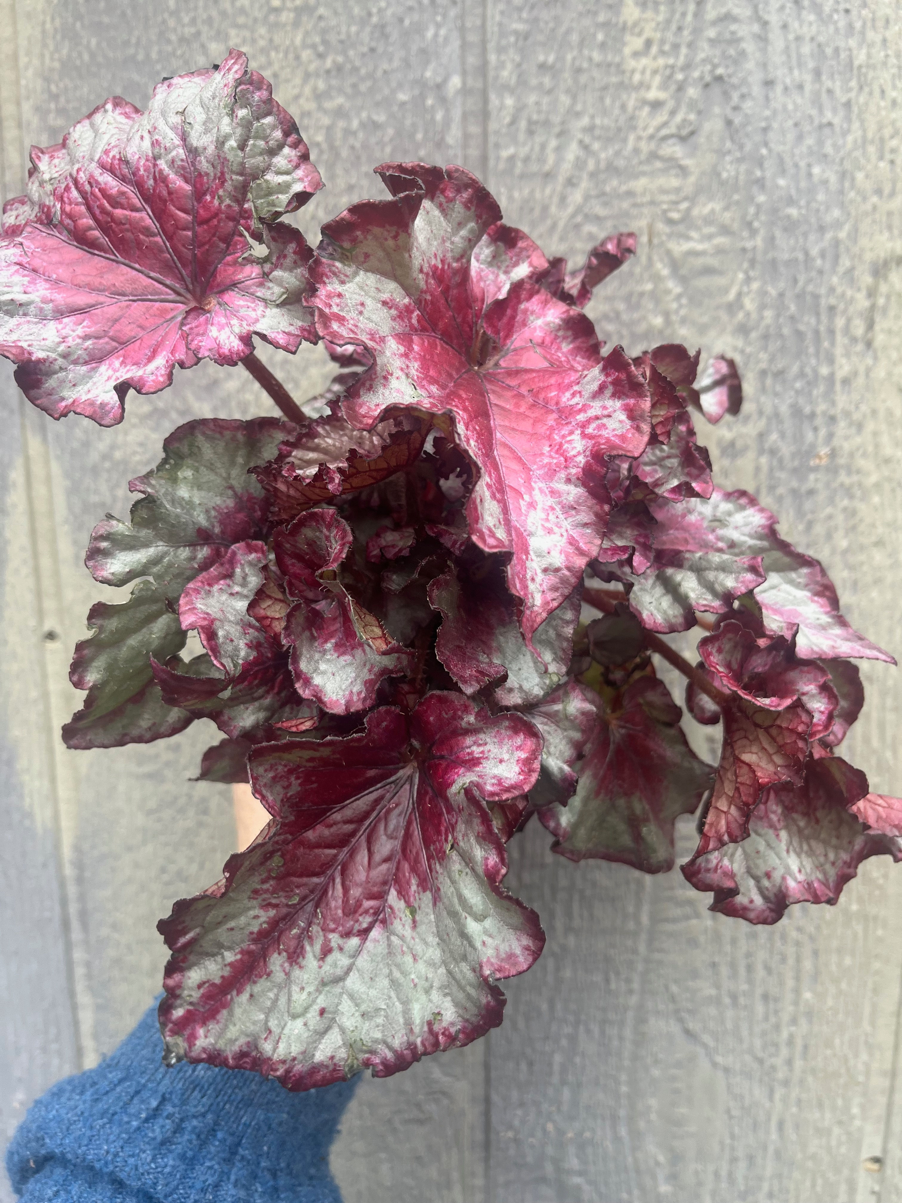4" Begonia Rex- Raspberry Swirl