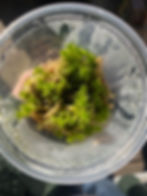 Thumbnail: Live Sphagnum moss 32oz