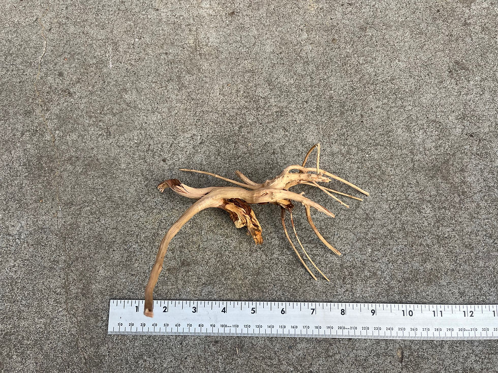 Thumbnail: 8" Spider Wood #36