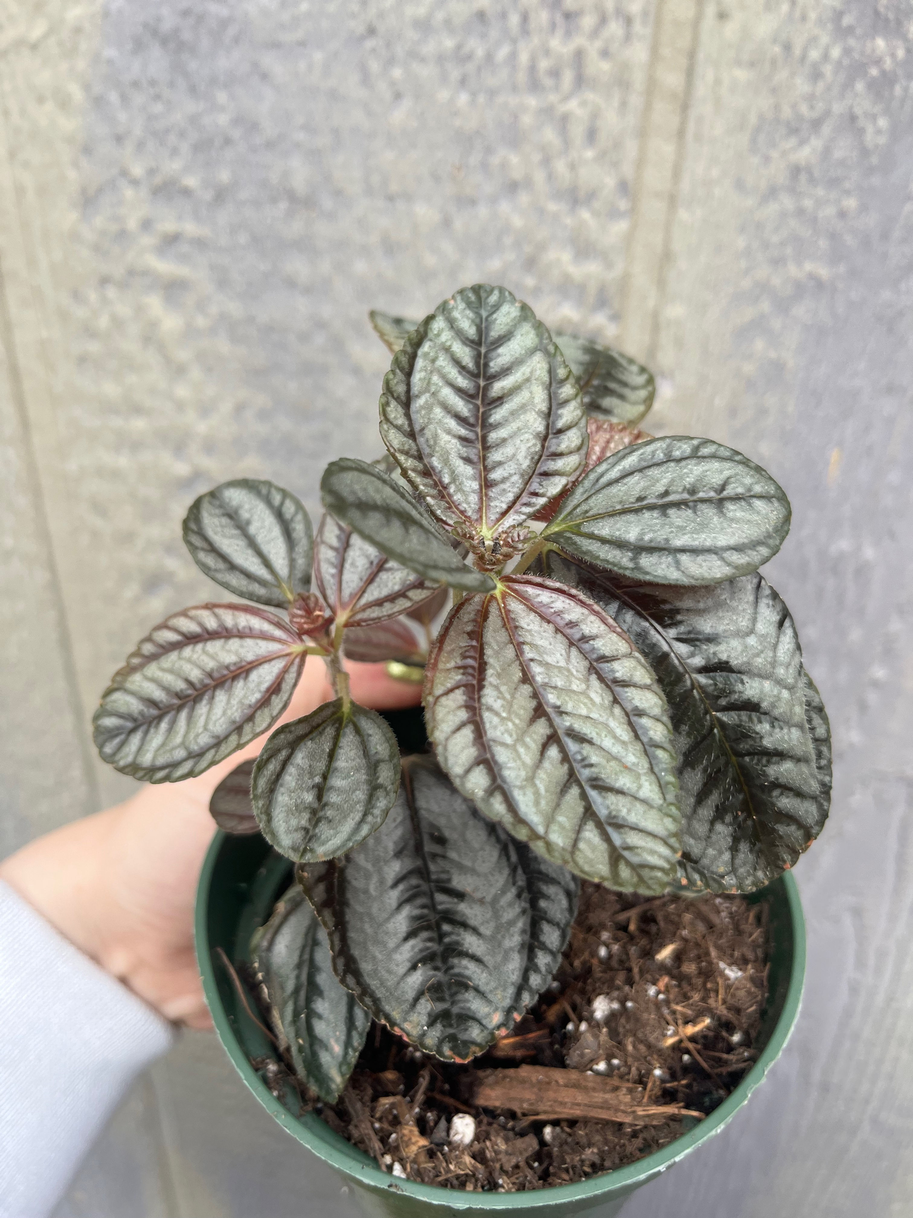4" Pilea Norfolk