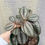 Thumbnail: 4" Pilea Norfolk