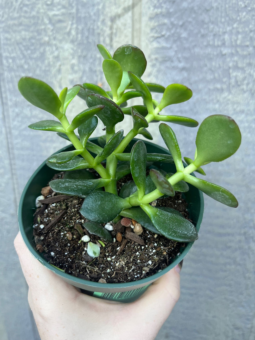 Thumbnail: 4" Crassula ovata 'Minima'