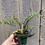 Thumbnail: 4"Philodendron Tortum