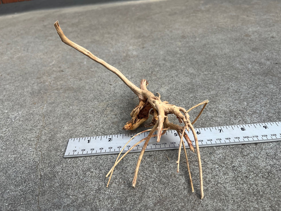 Thumbnail: 8" Spider Wood #36