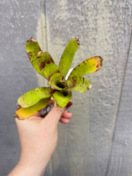Bromeliad neoregelia 'Itty Kitty'